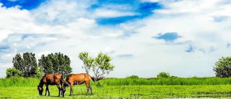 Excursie: Pădurea Letea